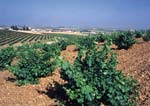Yllera